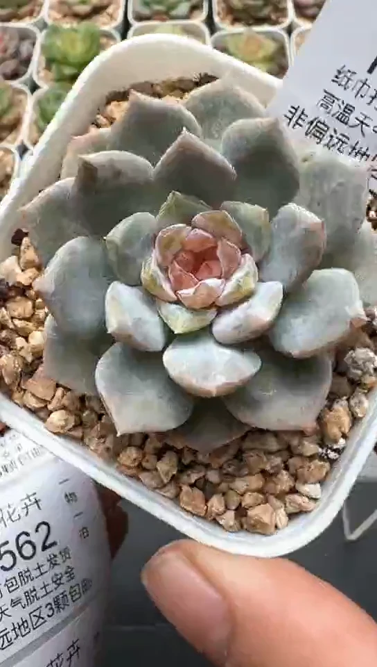 560F云禹多肉植物 默认脱土纸巾打包 3颗包邮