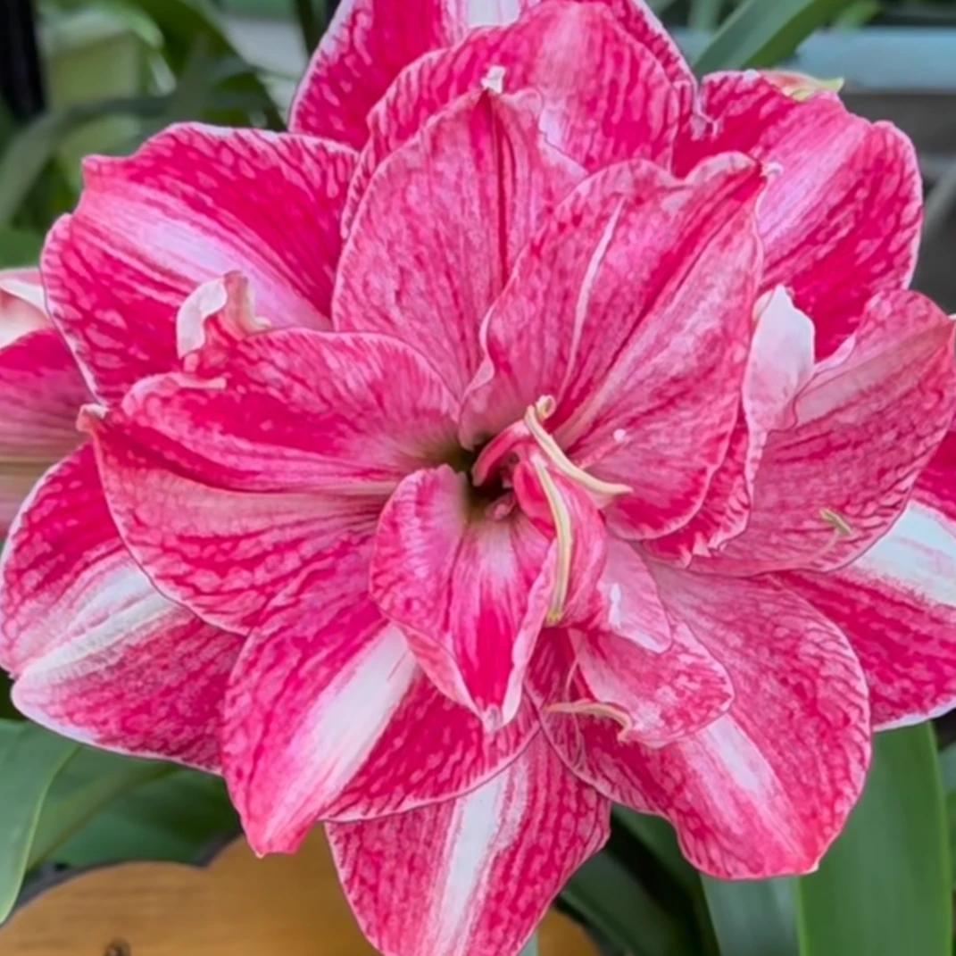 朱顶红种球【台湾朱交响曲】重瓣-小苗自然球-包对版-