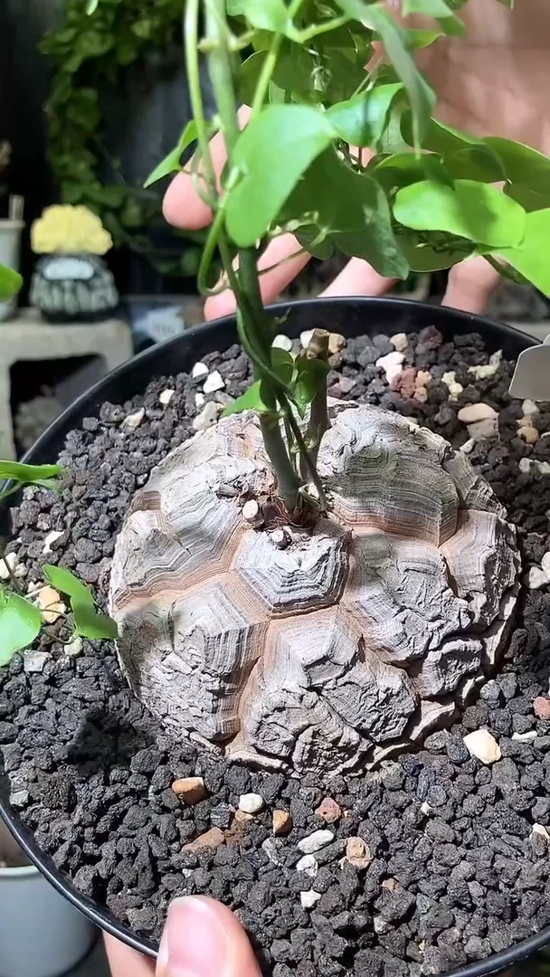 8910号1111福利南非龟甲龙单颗