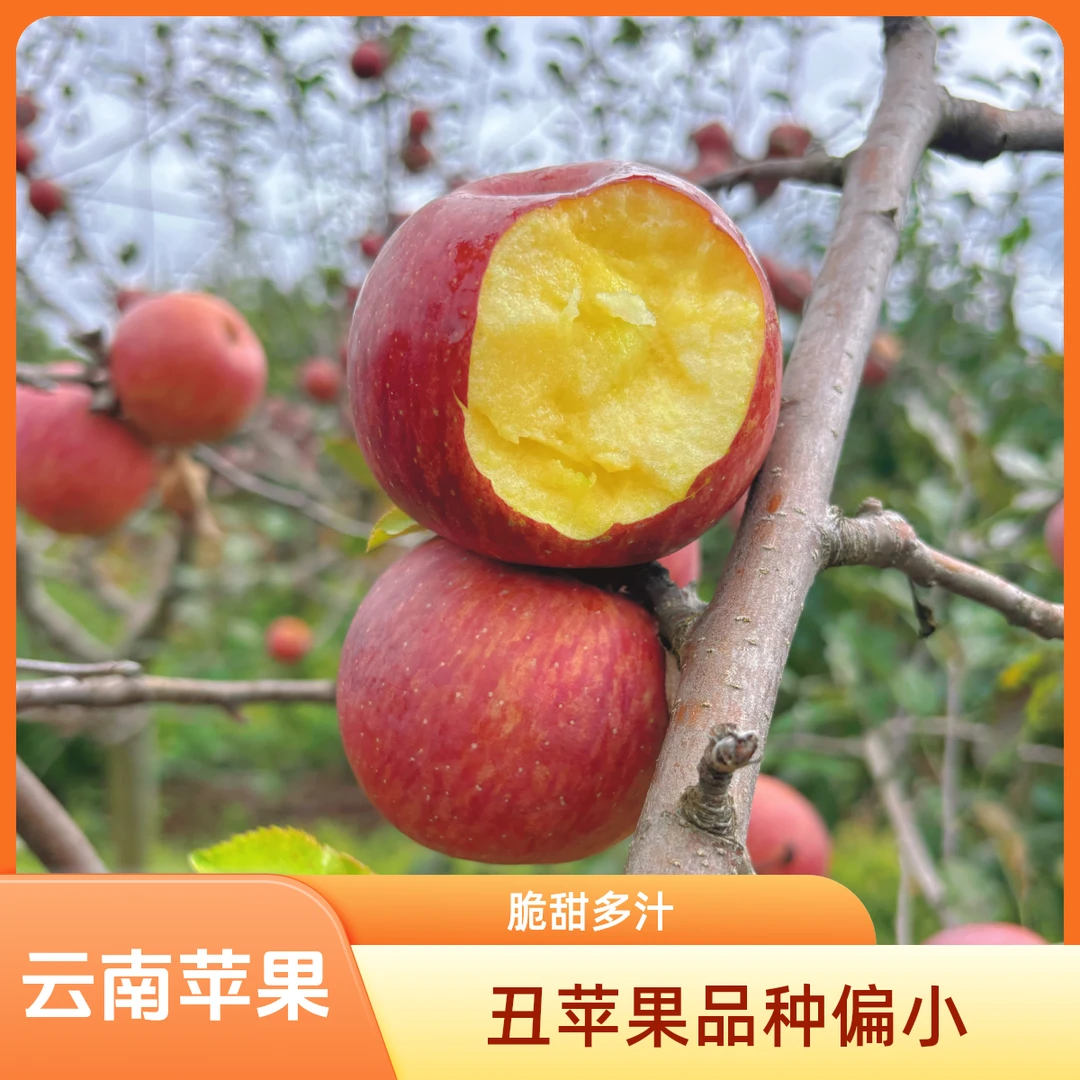 云南高原丑苹果 丽江拉市生态种植 脆甜多汁 苹果味足 现摘包邮