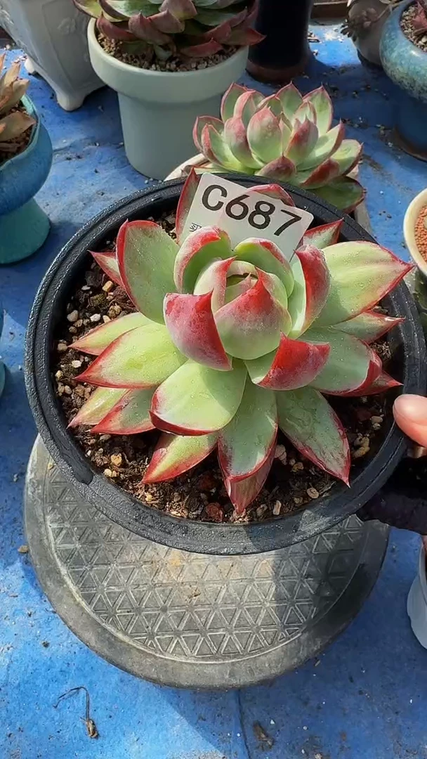 C687惊鸿仙子（裸根发货）