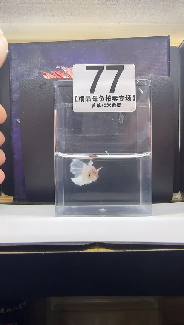 斗鱼母鱼编号：77
