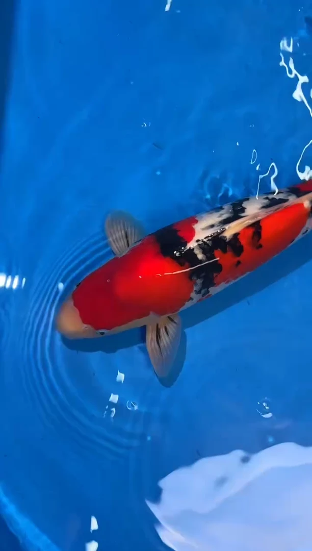 锦鲤阪井大正51公分