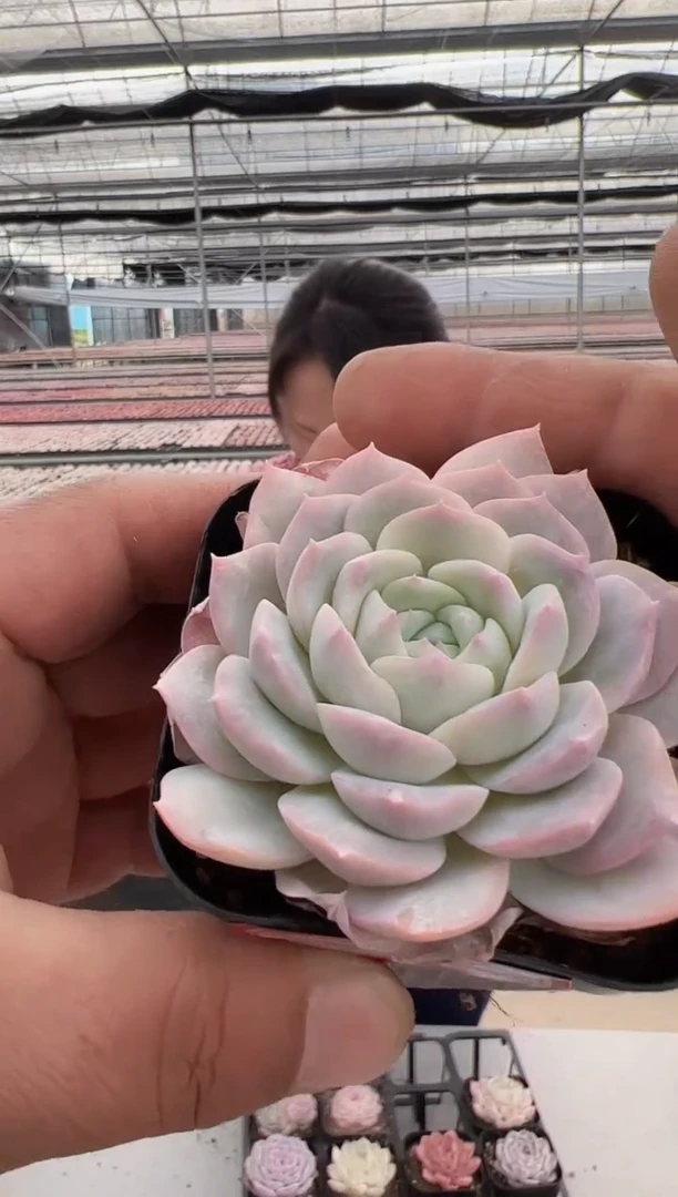 【闪购商品】福利款-23