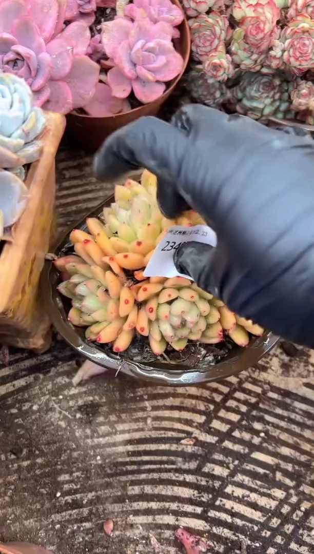 四*多肉植物一物一拍23407