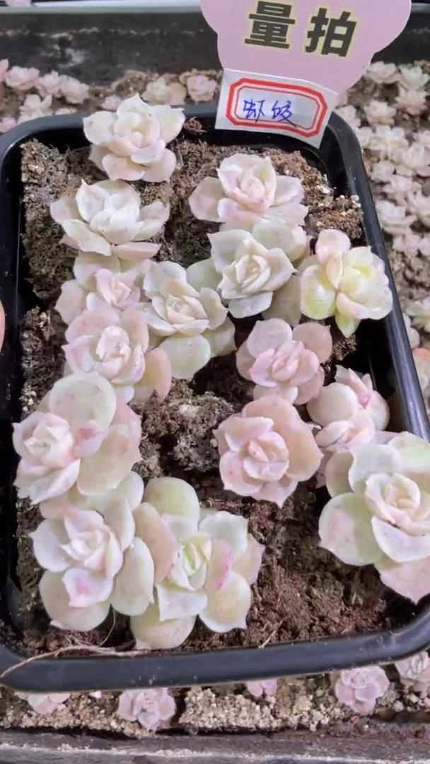 虾饺切糕1盒 量拍多肉植物