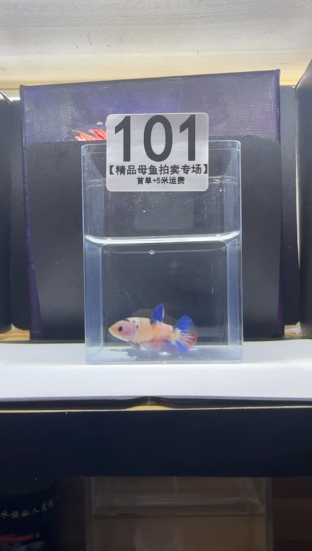 斗鱼母鱼编号：101