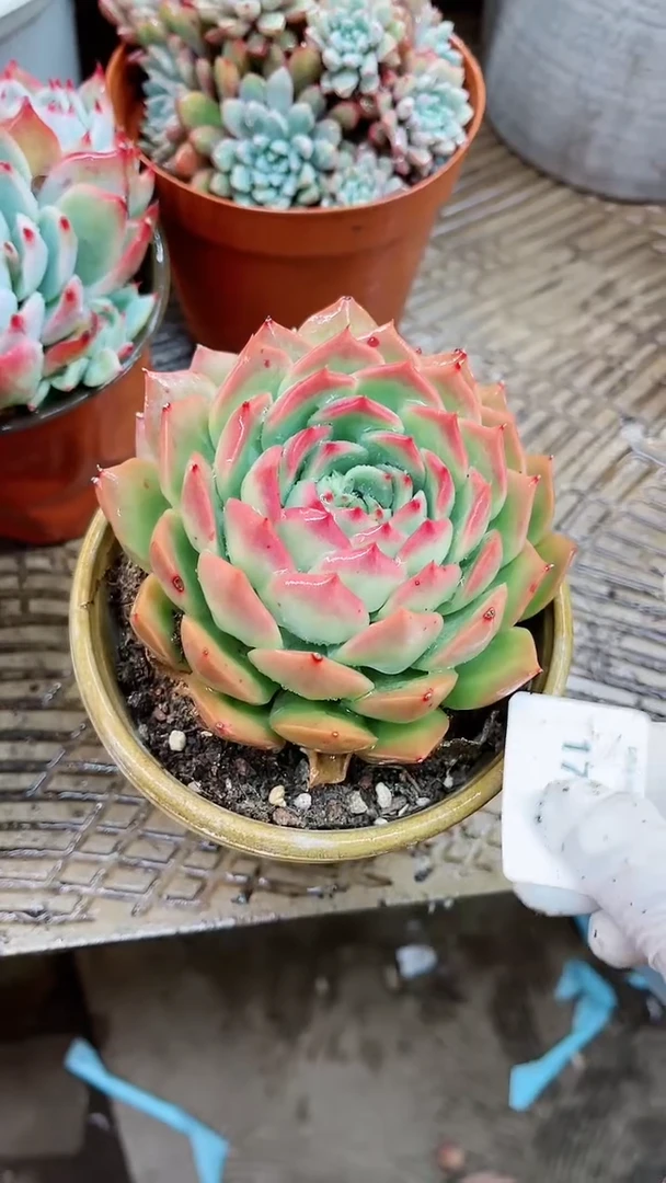 【闪购商品】17030