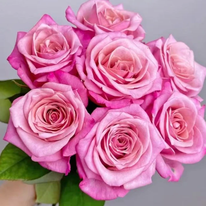 草莓慕斯玫瑰-家养鲜花-云南基地直发-