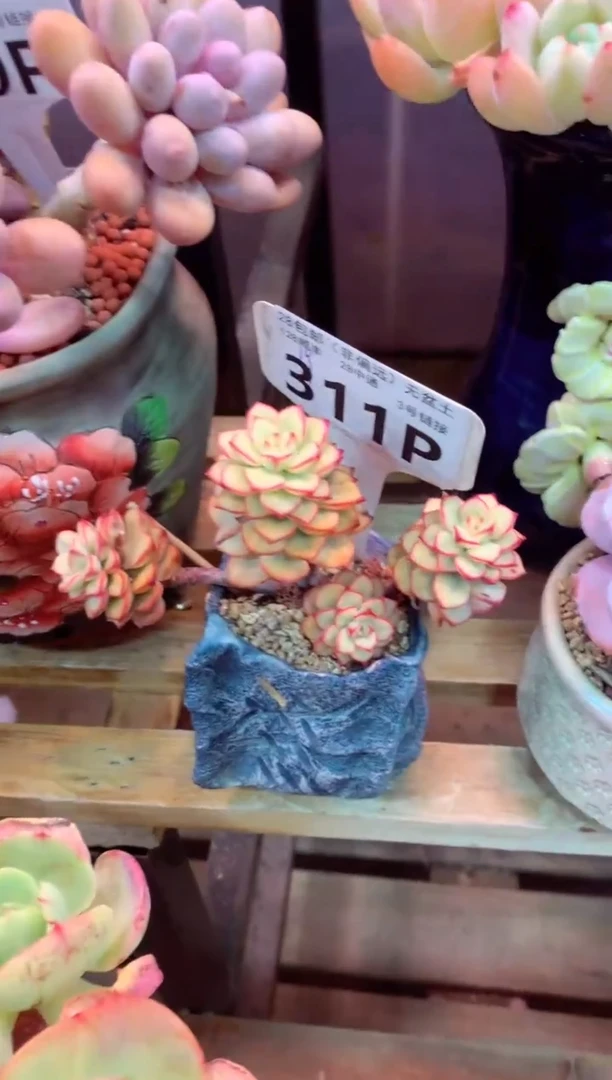 311P（一物一拍，精品多肉，所见即所得 ）