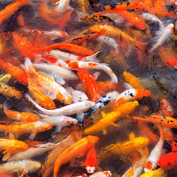 耐活好养精品锦鲤!混搭发货！介意勿拍！