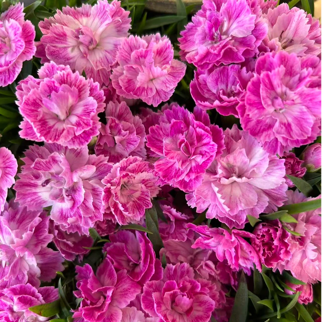 樱花粉康乃馨  耐热耐寒多年生植物  新手易养护