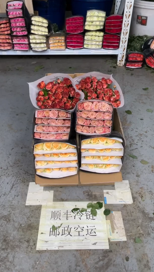 香槟20枝+卡布20枝+巧克力10枝