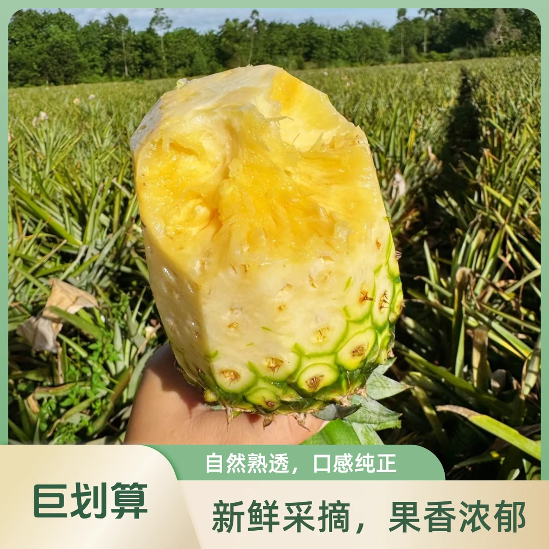 【水果优选】海南冬蜜凤梨香甜可口多汁新鲜凤梨【顺丰次日达】牛奶凤梨海南省