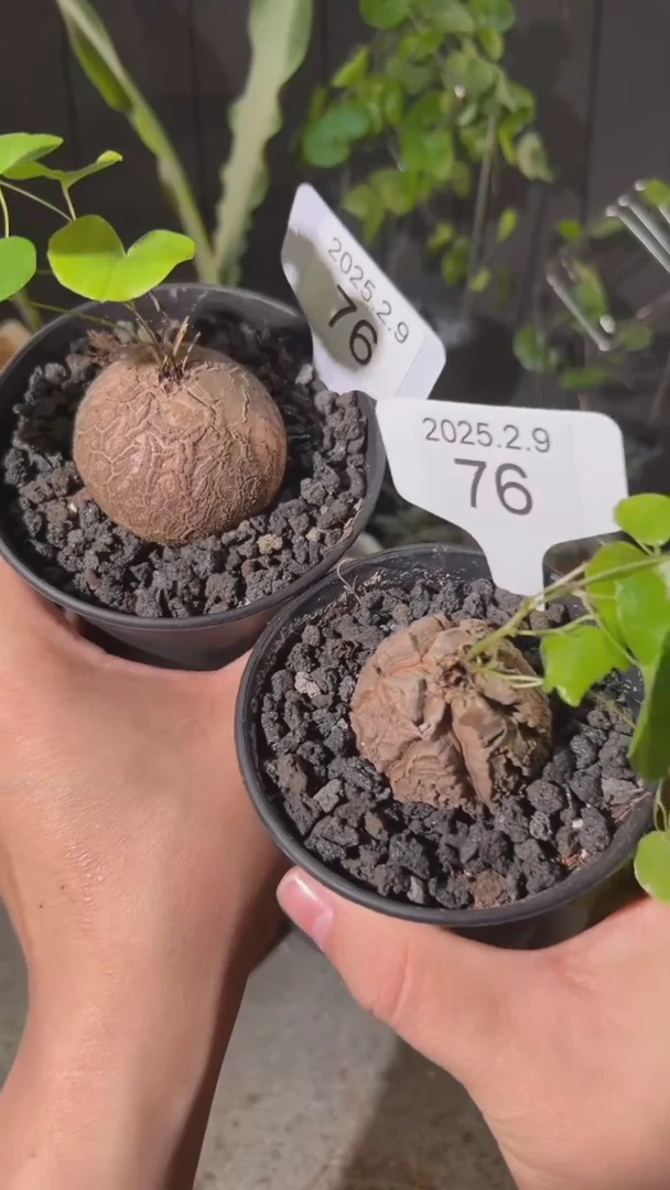 【闪购商品】南非龟甲龙2.9.76