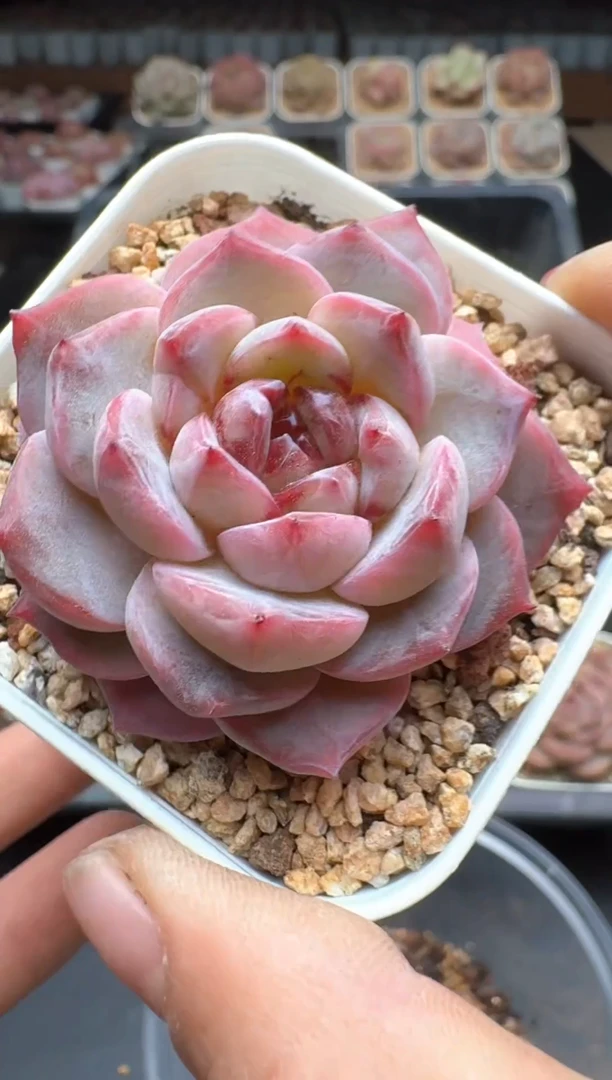 【闪购商品】341A号一物一拍多肉花卉植物拍3颗起发