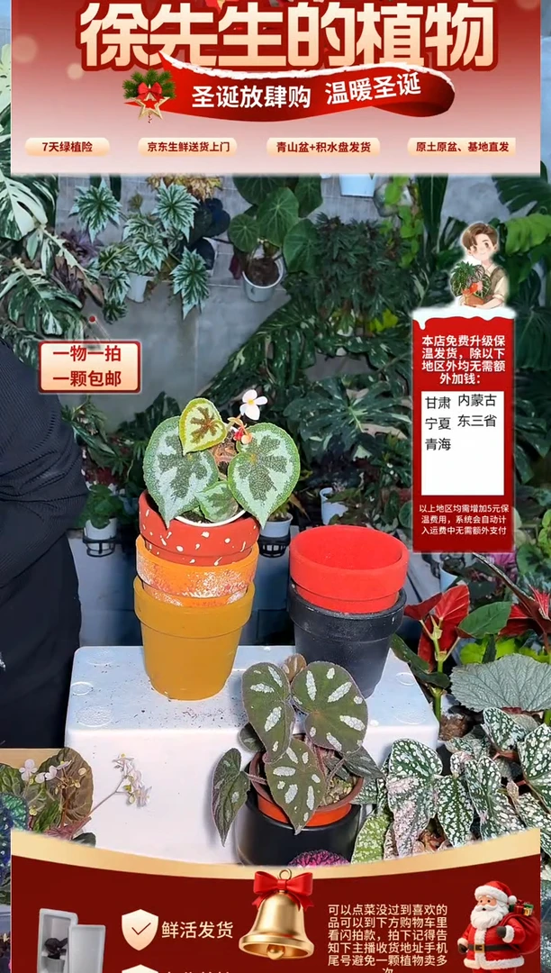 完全开放鳄***泪一口血秋海棠