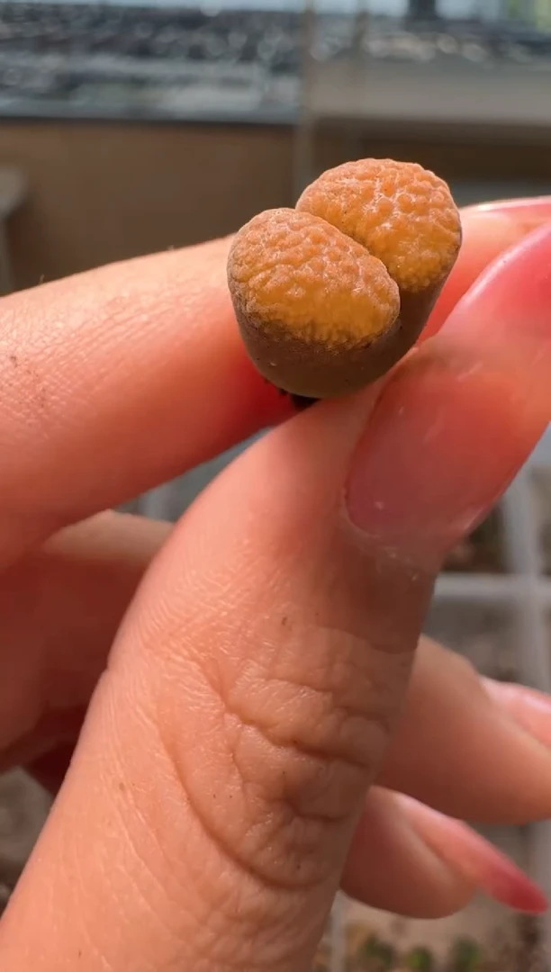 2-233多肉植物肉锥