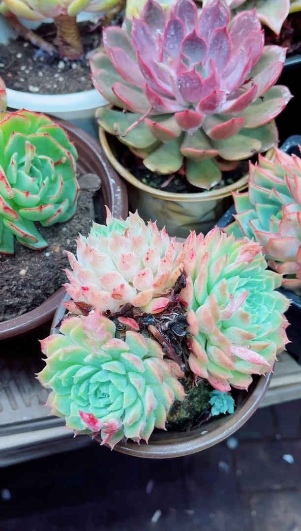 26003多肉植物一物一拍