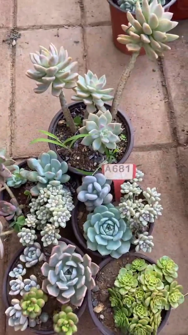 A681闪购清风花木兰多肉组合默认脱土发货