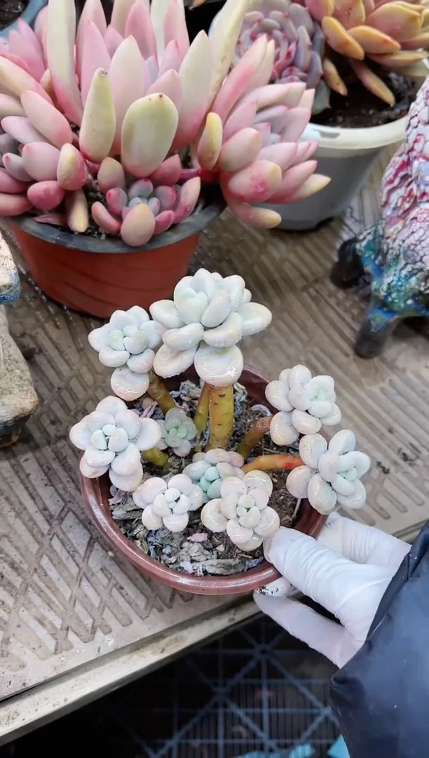 【闪购商品】21026