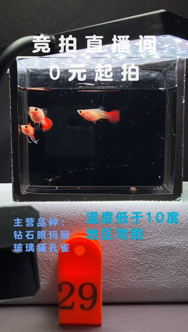 孔雀鱼琉璃玻璃猫两母带胎编号29