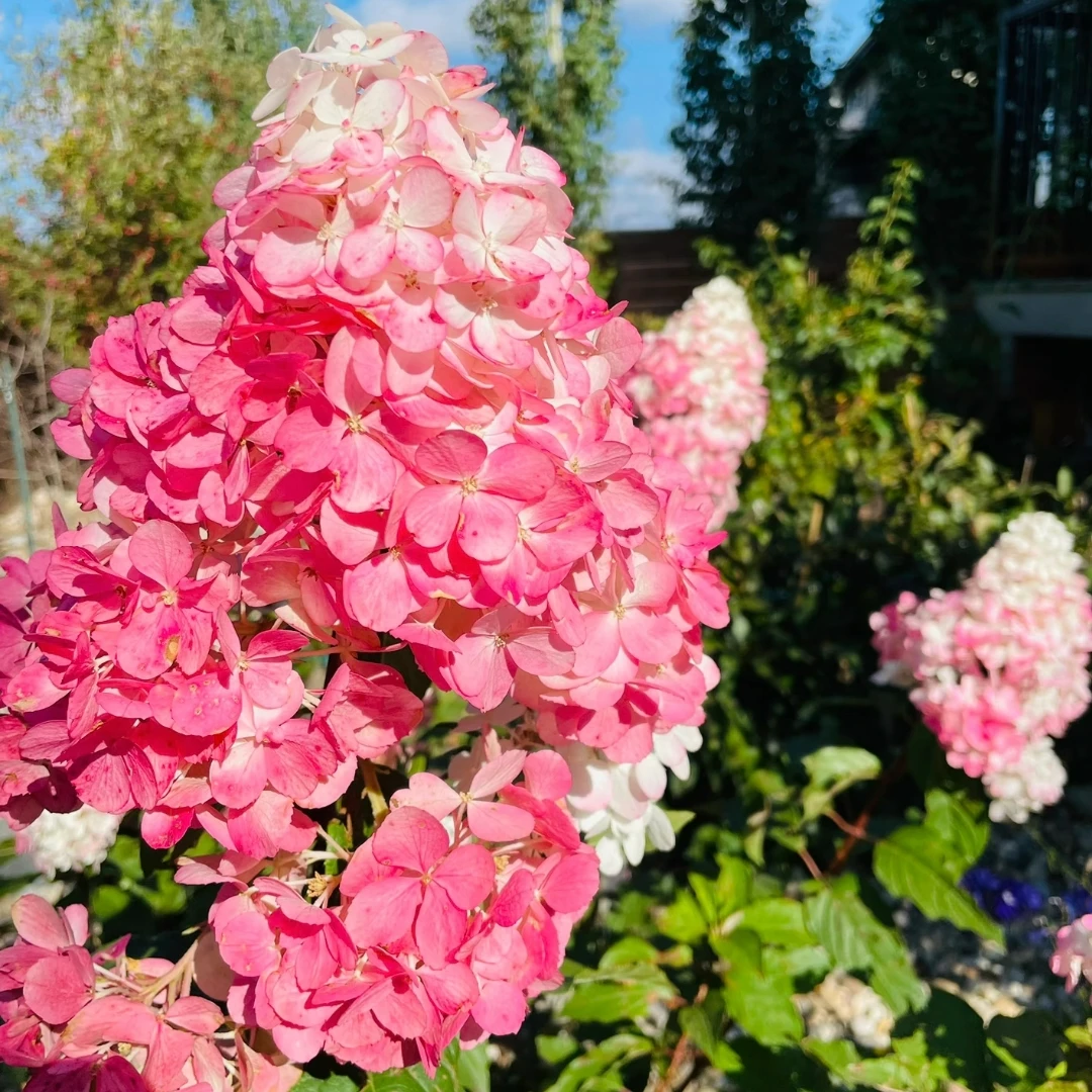 香草草莓棒棒糖圆锥 小2加仑（麻）前期白色秋色为粉色 生花苞发货