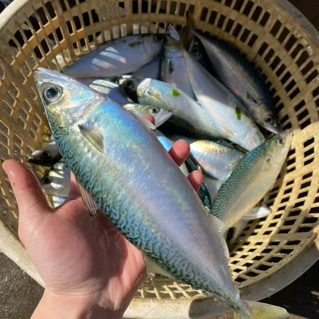 养殖青花鱼  刺身料理食材 花仙鲭鱼 碳烤刺身