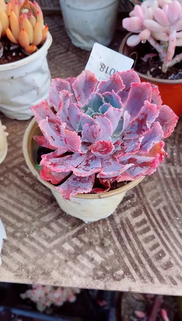 秋*跃跃精品多肉04018