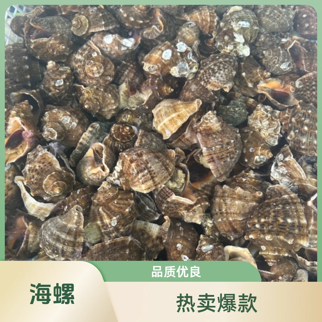 满壳肉的海螺  2斤