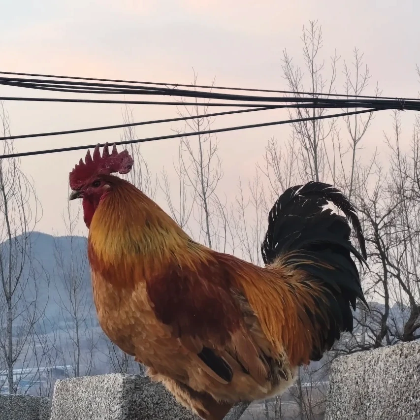 大品种九斤红 宠物鸡 每只一斤左右 顺丰包邮 死了包赔