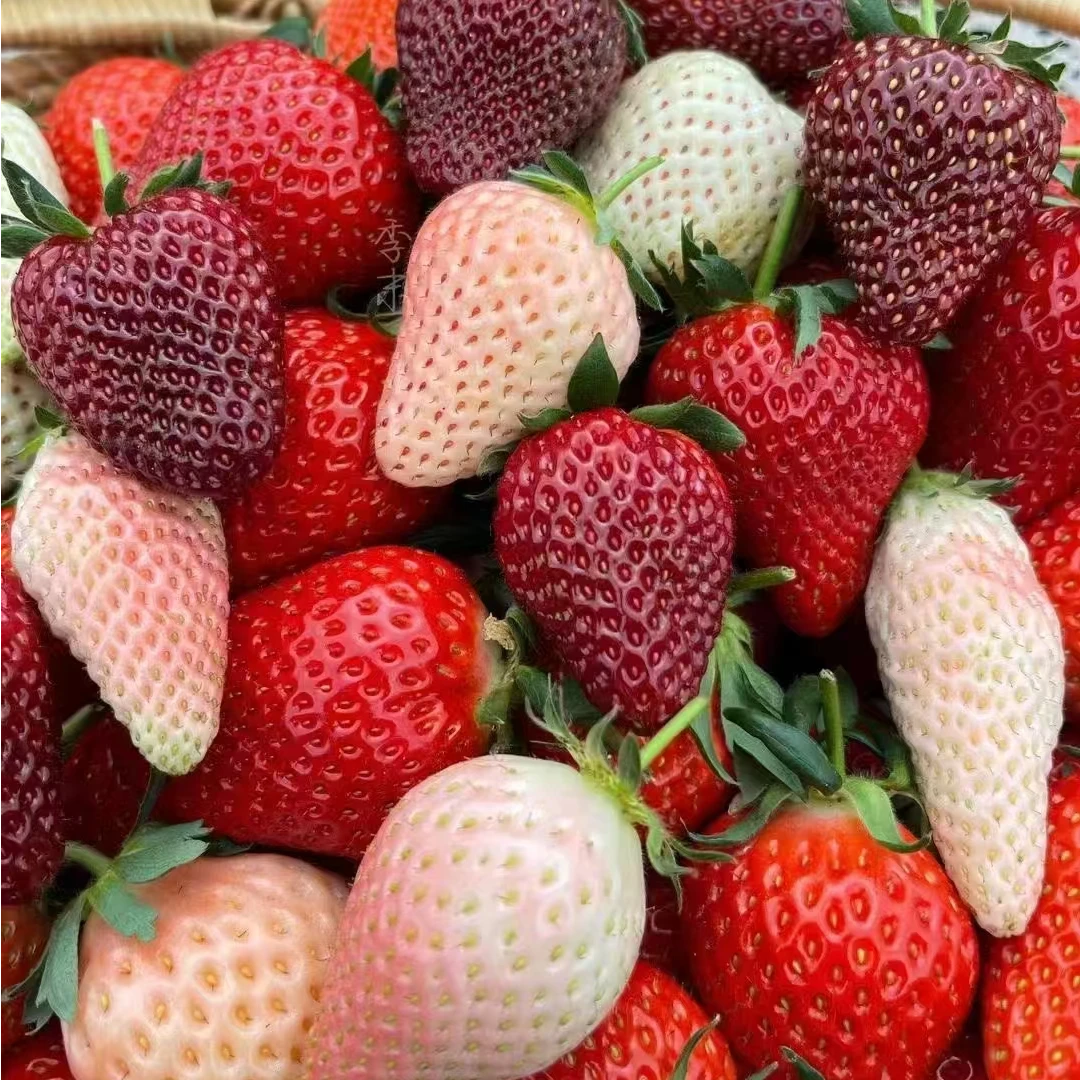 真红美玲/天使/梦之莹/梦晶/建德白露/粉玉草莓苗原盆原土发货