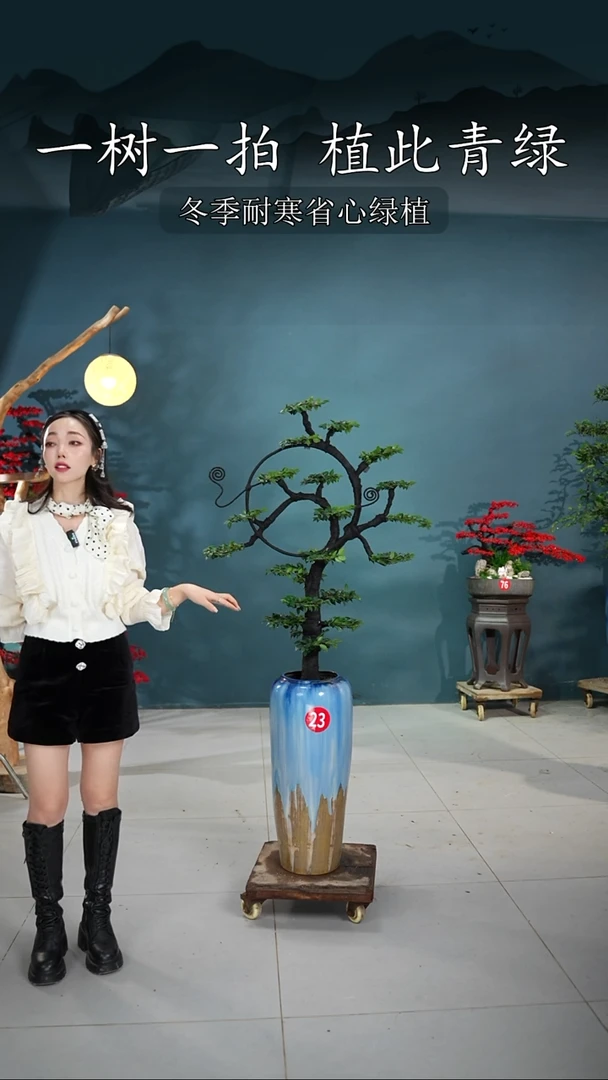 当前无花朵，栽培后可花朵冯*生广东小叶紫檀