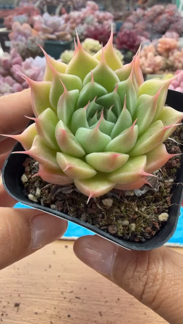 东云多肉园二店-70