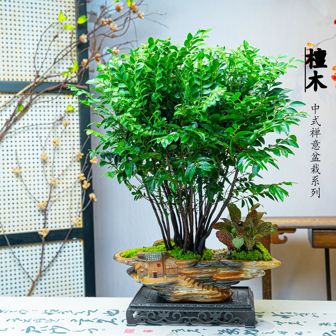丛林款老桩小叶紫檀室内绿植盆栽净化空气桌面观叶绿植