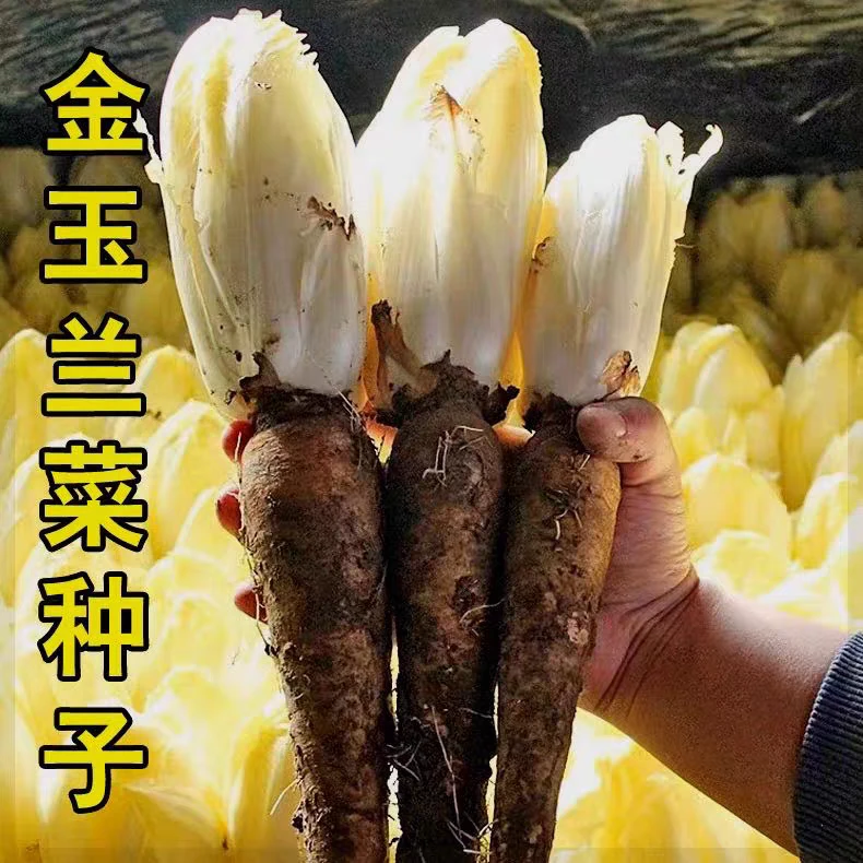 tut pasillik say uruk 金玉兰菜种子200粒