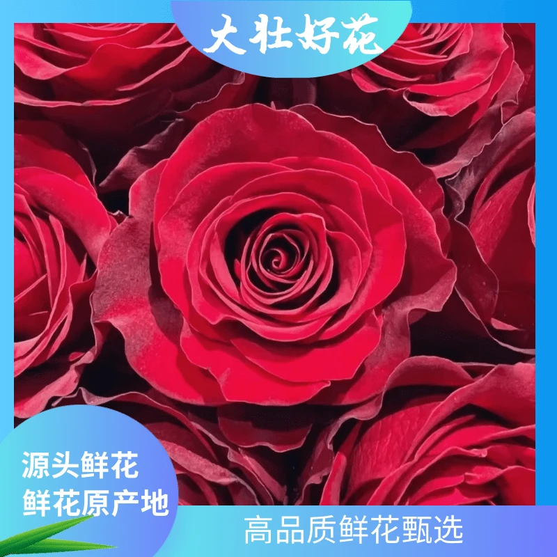 【高原红玫瑰】大壮好花 云南基地直发