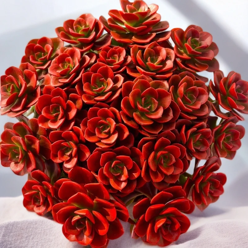 【超大红酒玫瑰】带盆带土年宵花 云南红太阳多肉 以直播间盆栽为准