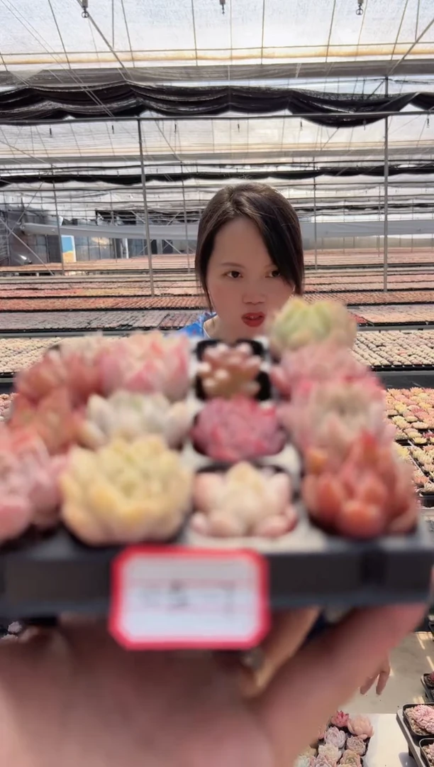 【闪购商品】穴盘-7