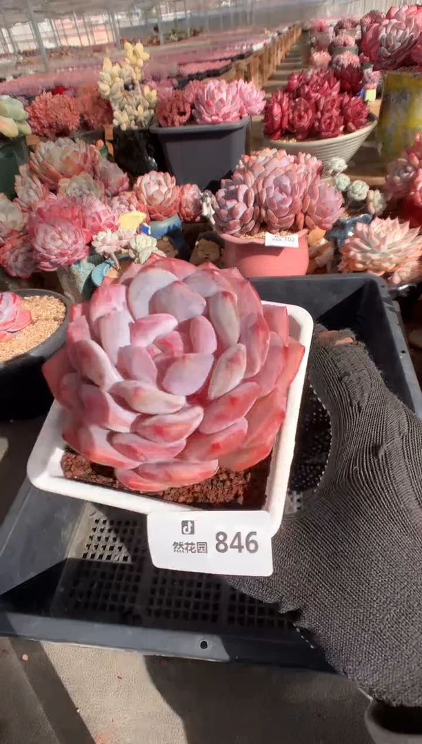 846紫皮橙多肉植物一物一拍