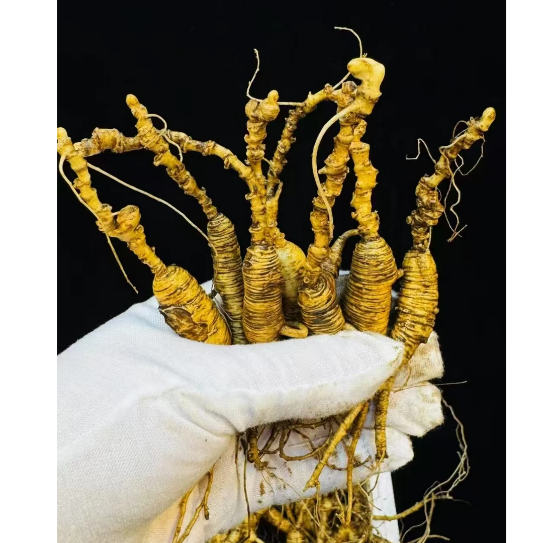 长白山高龄老货滋补泡酒煲汤佳品    微残（看好再下单）