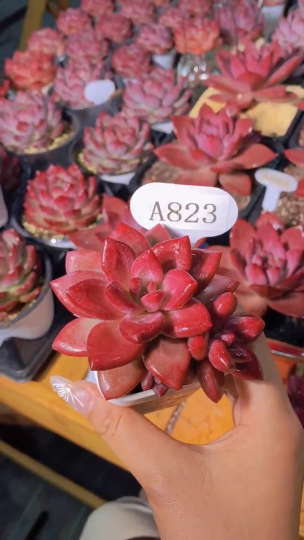 江*A823-赫菲斯托单头带崽带白盆（专拍）