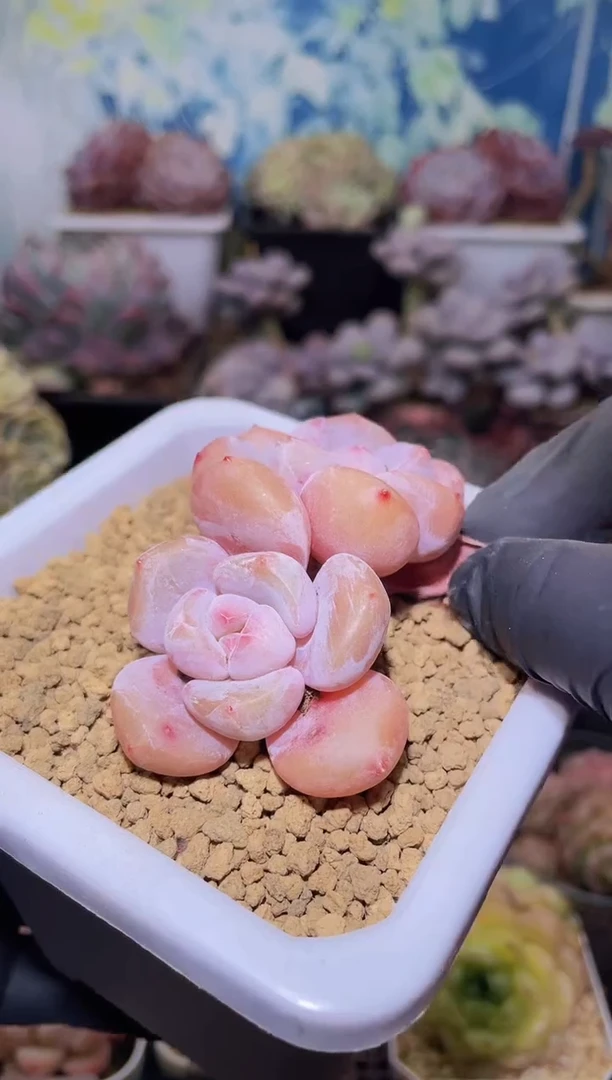 【闪购商品】072胖茶