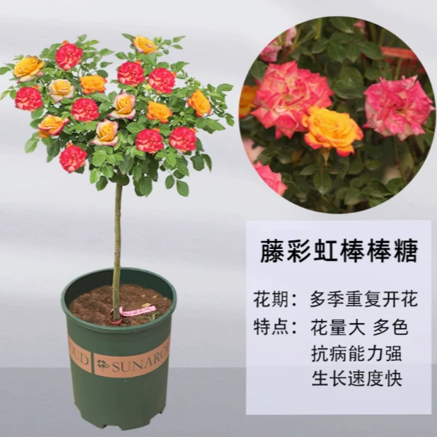 【五色彩虹棒棒糖】树桩月季带花苞 变色龙 丰花 庭院地栽 阳台盆栽