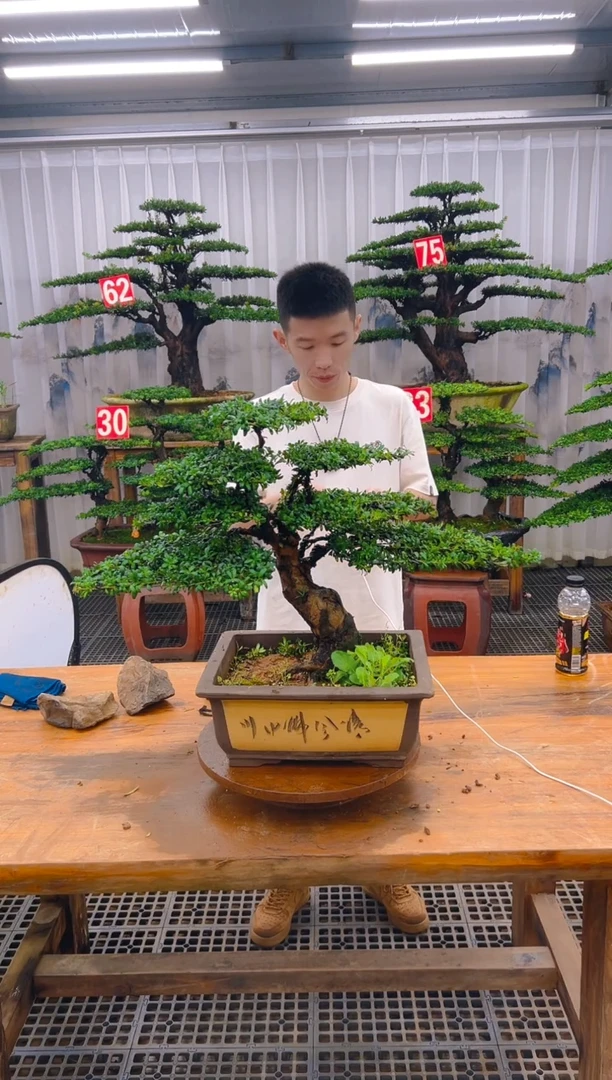 无花朵精品盆景直播间一物一拍