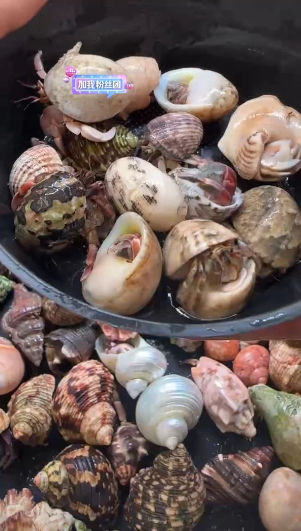 豆丁一份15只包活10只，不包全品