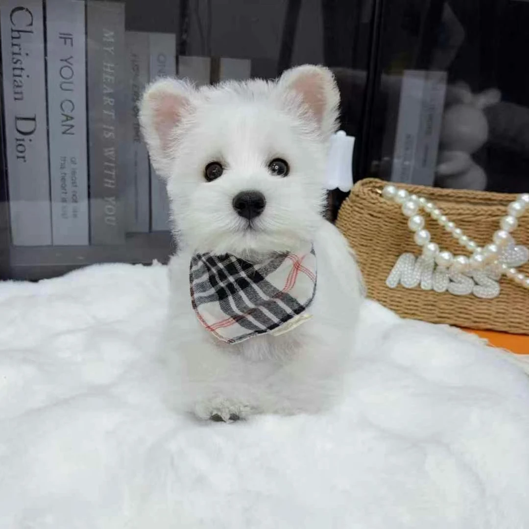 《温州乐清坤烁宠物》狗狗活体