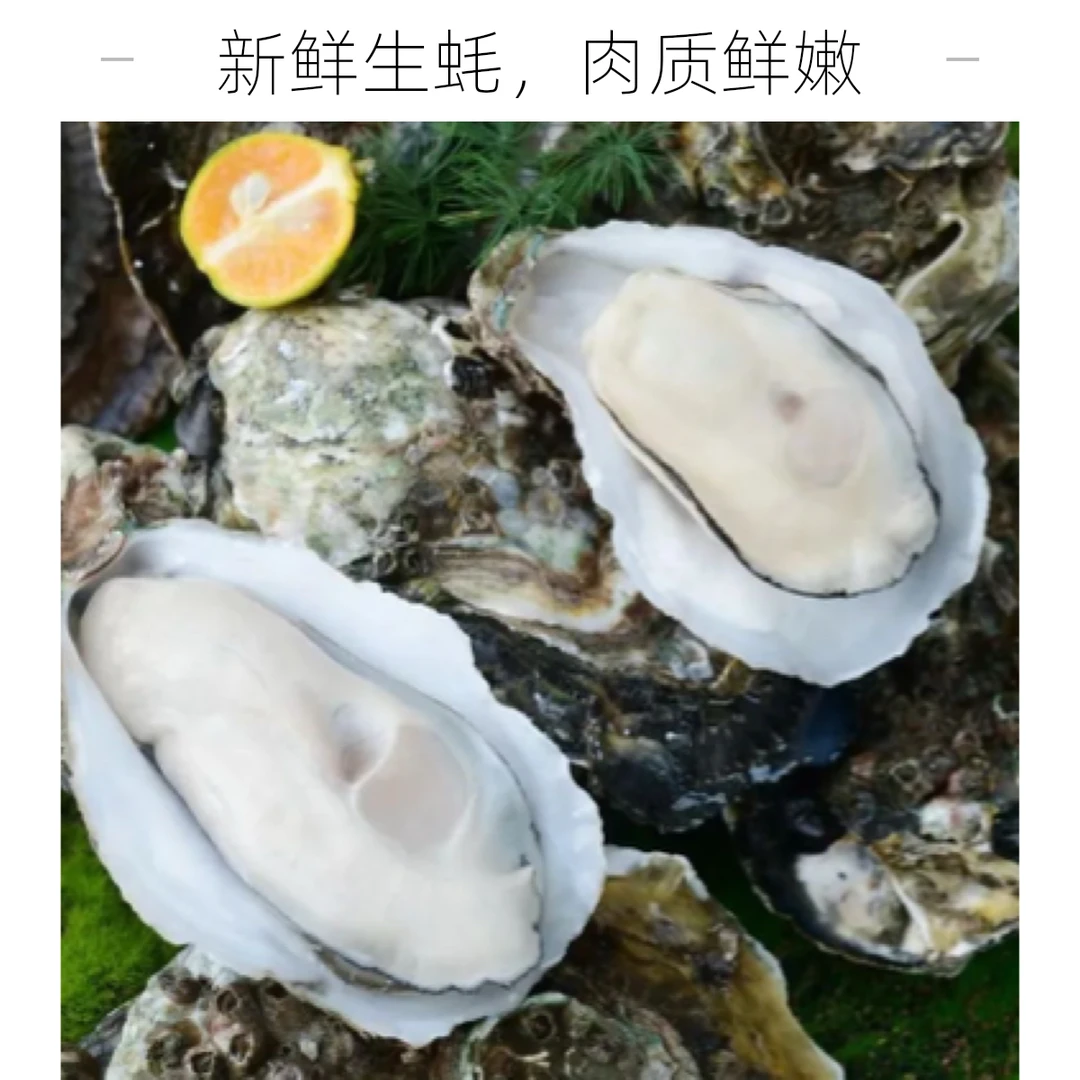 乳山生蚝4+【单个】