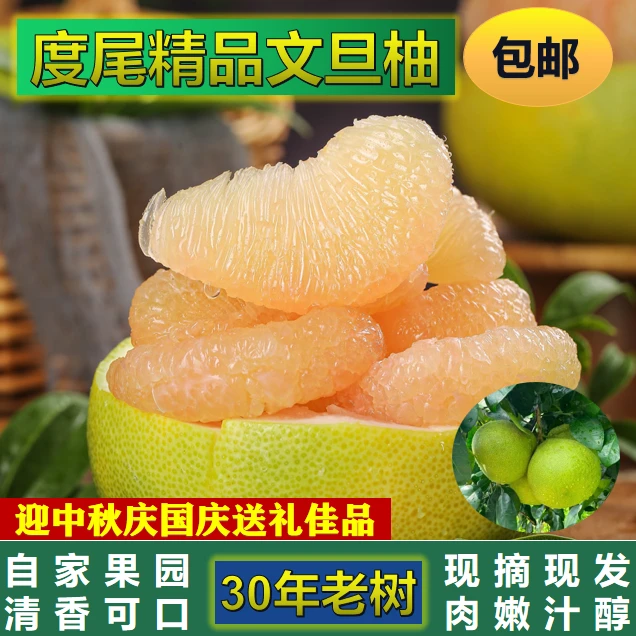 度尾文旦柚老树产地直发现摘当季新鲜柚子水果国庆员工福利100斤