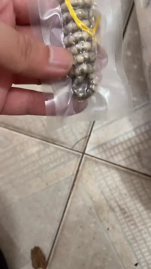 星月菩提手串海南星月菩提《A007》6X5糯冰大肠